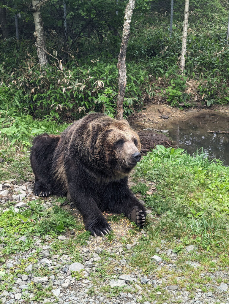 ベア・マウンテンの写真