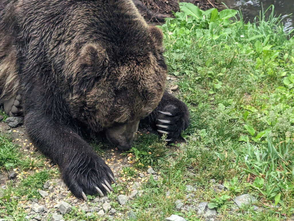 ベア・マウンテンの写真