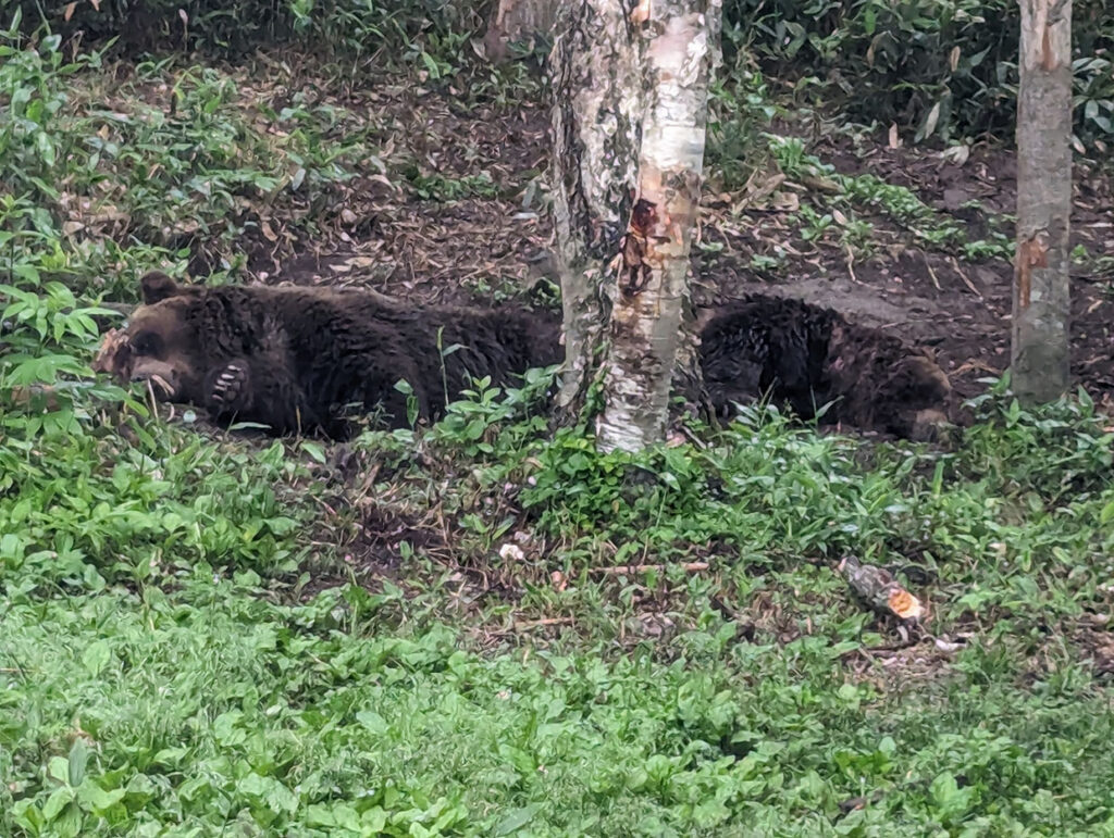 ベア・マウンテンの写真